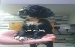 Cocker Spaniel dogs for sale: Cocker spaniel pups for sale! - Image 8
