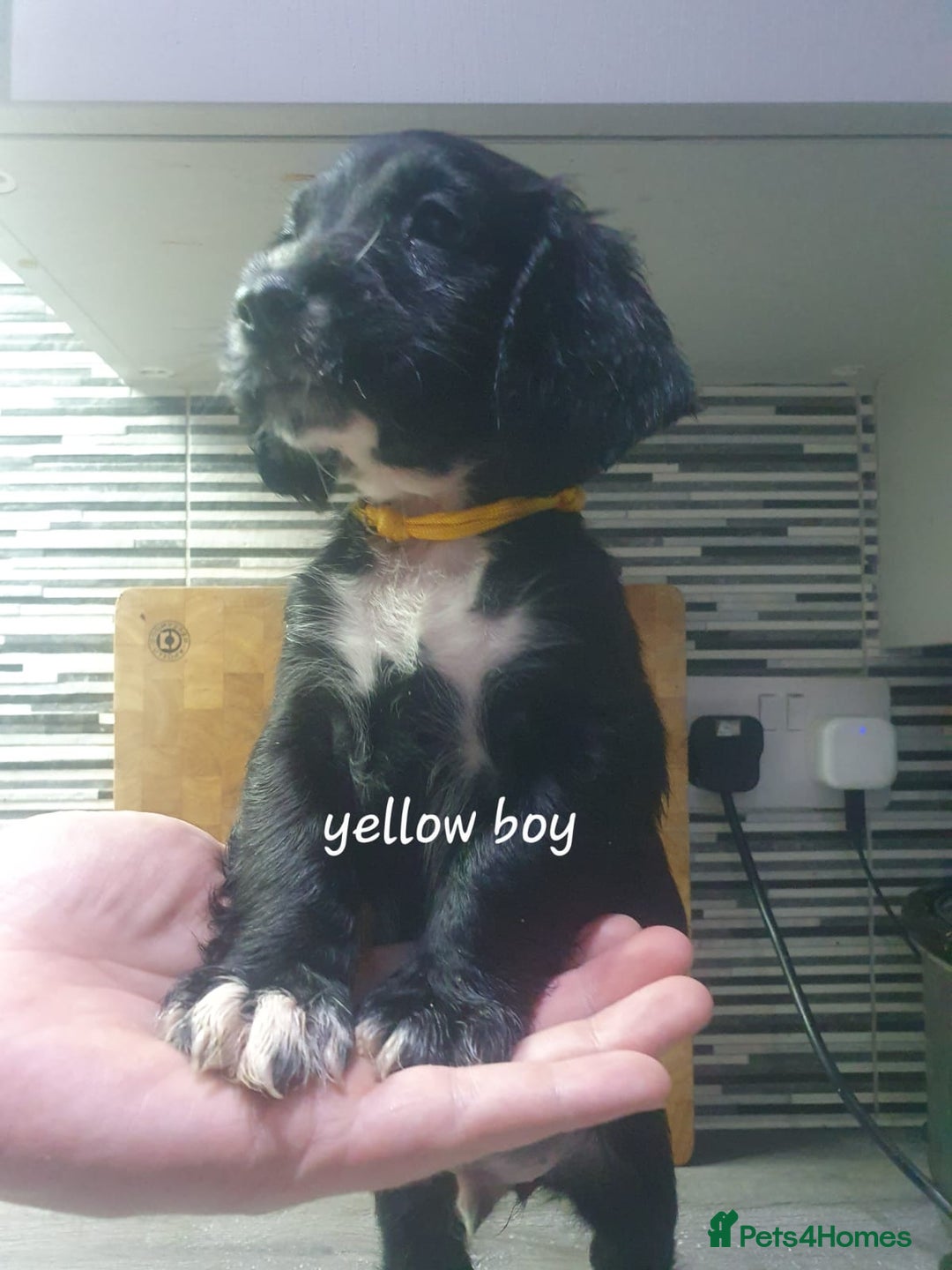 Cocker Spaniel dogs for sale: Cocker spaniel pups for sale! - Image 8