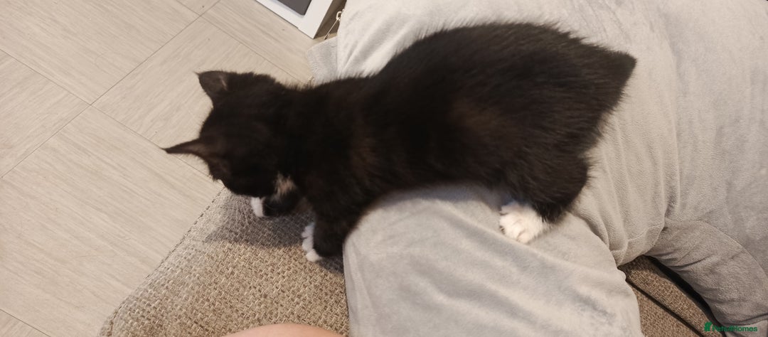 Mixed Breed cats for sale: 3 beautiful kittens looking for their forever home - Image 20