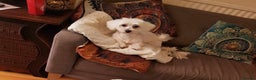 Maltese dogs for sale: 5 PUPPIES BICHONS MALTESE - Advert 10