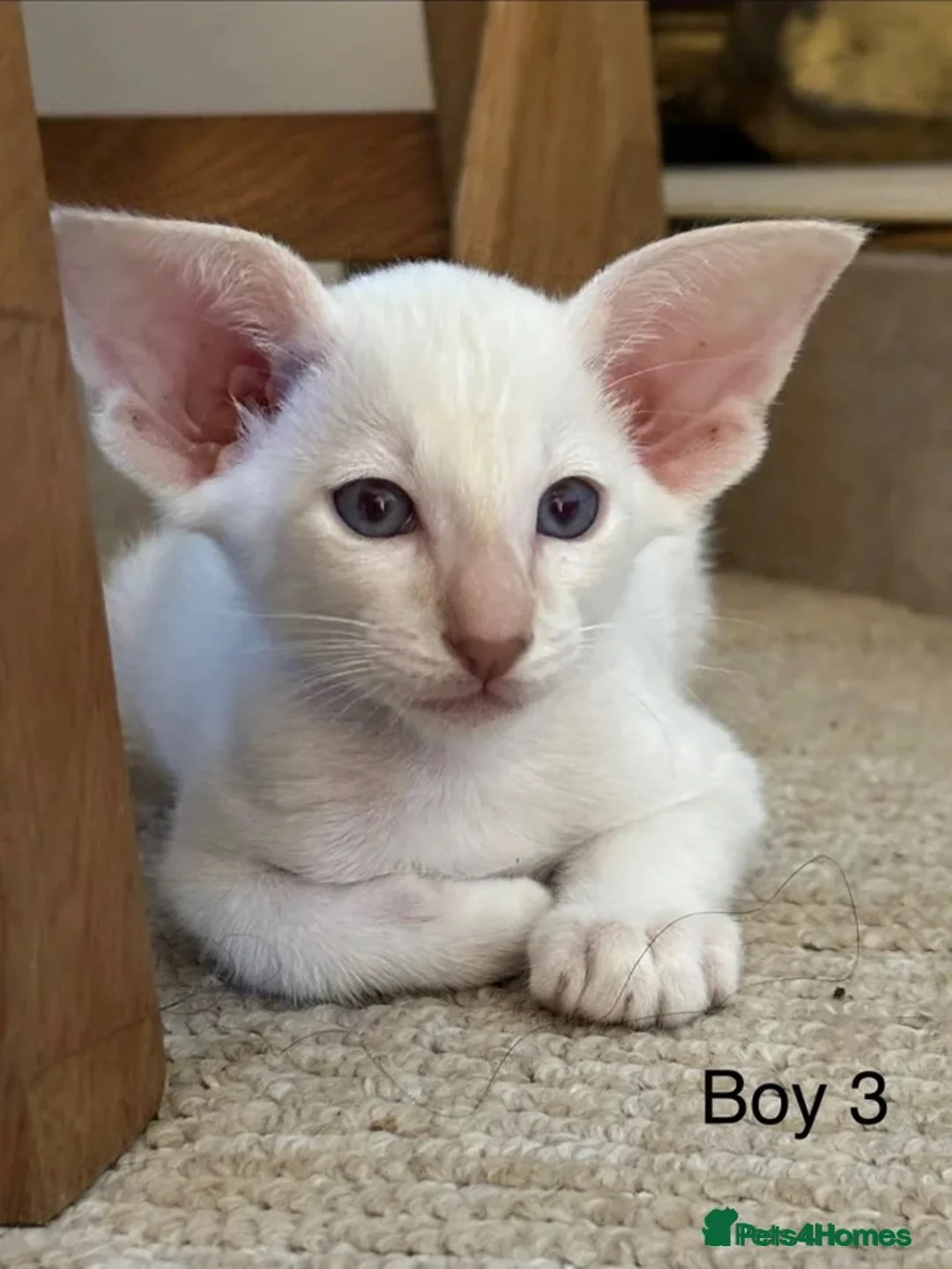 Siamese cats for sale: ✨Gorgeous GCCF Reg Siamese Kittens - Advert 1