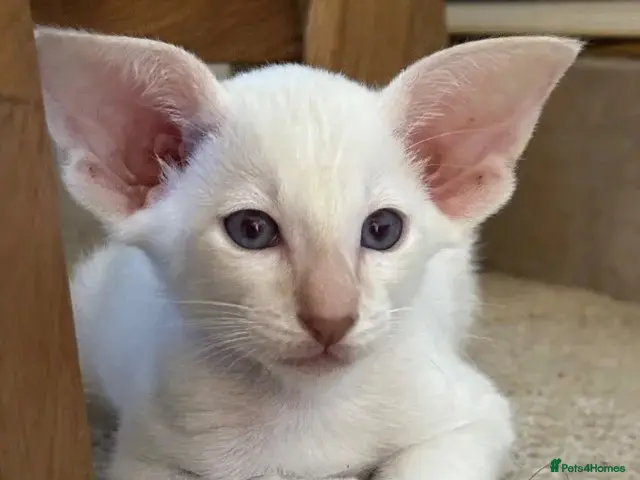 Siamese cats for sale: ✨Gorgeous GCCF Reg Siamese Kittens - Advert 1