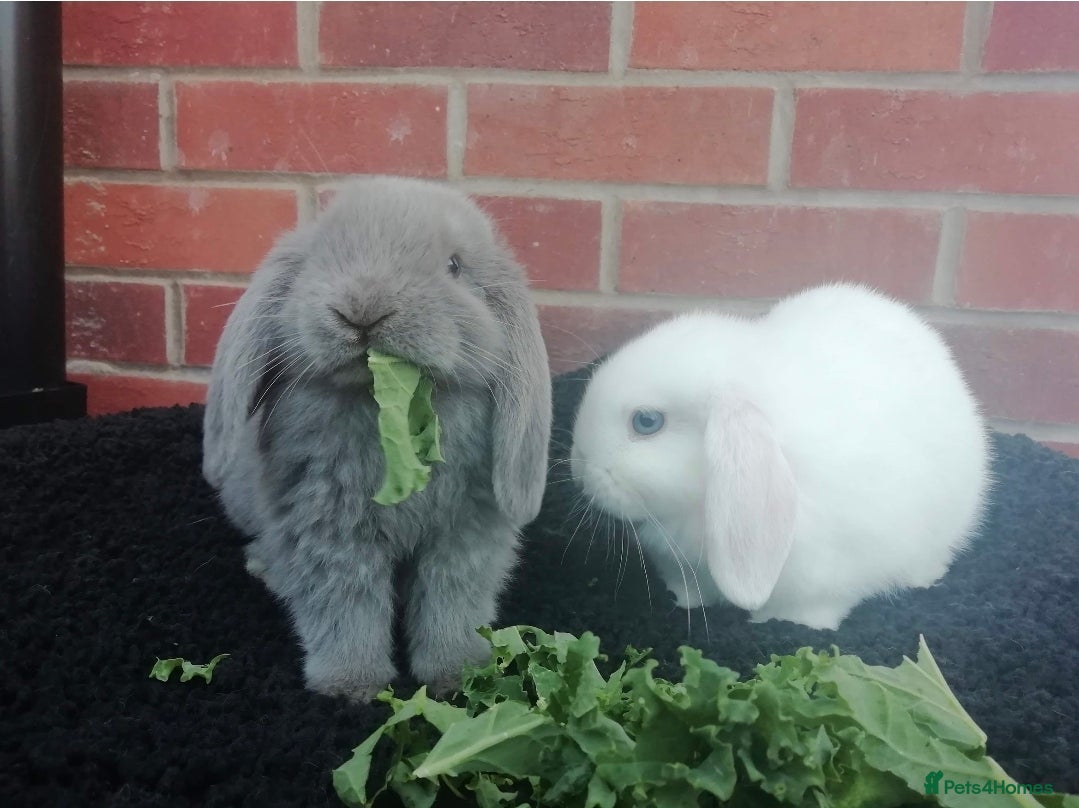 Mini Lop rabbits FREE STARTER PACK! Stunning baby mini lops - Advert 1