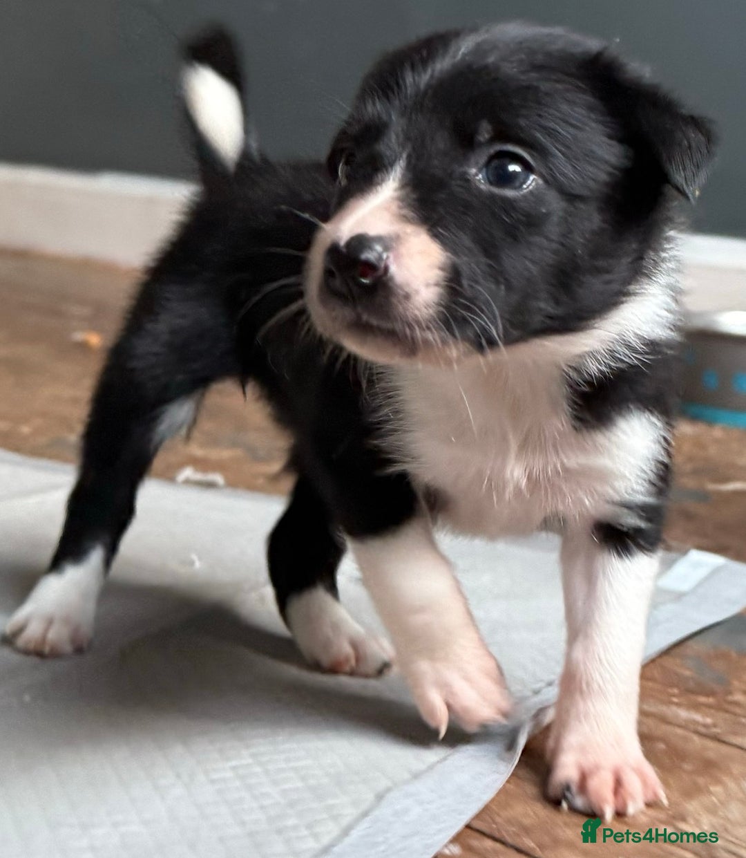 Border Collie dogs for sale: Collie pups-pup 4 & 5 left -REDUCED! Msg me!!! in Wednesbury - Image 7