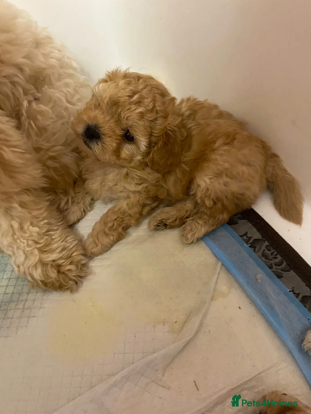 Toy Poodle dogs for stud:  **  Asian KC Toy Poodle for Stud DNA tested in Rickmansworth - Advert 23