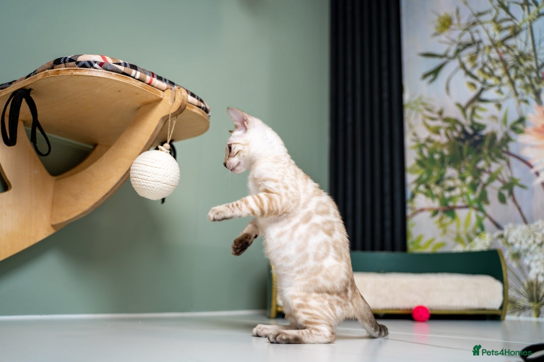 Bengal cats for sale: SNOW LYNX PURE BENGAL BOY-Frankie-Top Personality - Advert 29