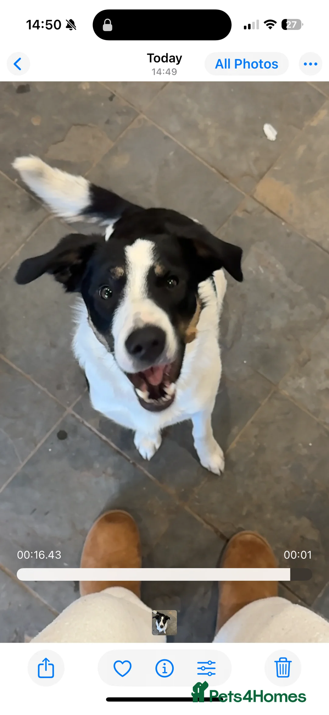 Border Collie dogs for sale: Female Border Collie 10 months old - Advert 4