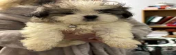Shih Tzu dogs for sale: Shih Tzu - Advert 3