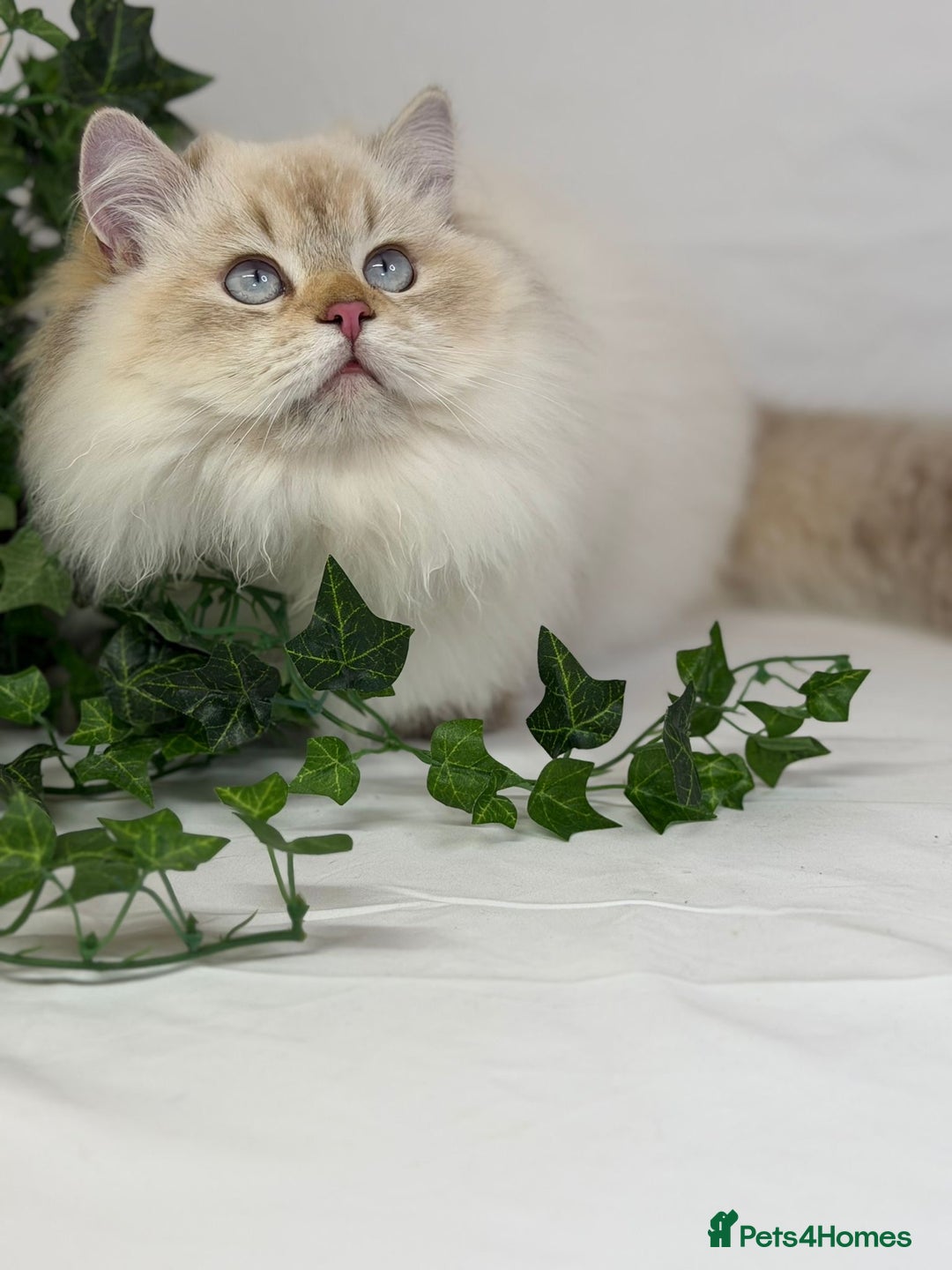 British Longhair cats for sale: Adorable British LH boy TICA  - Advert 6