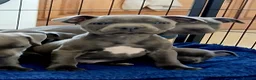 Staffordshire Bull Terrier dogs for sale: Blue staff puppies kc reg - Advert 5