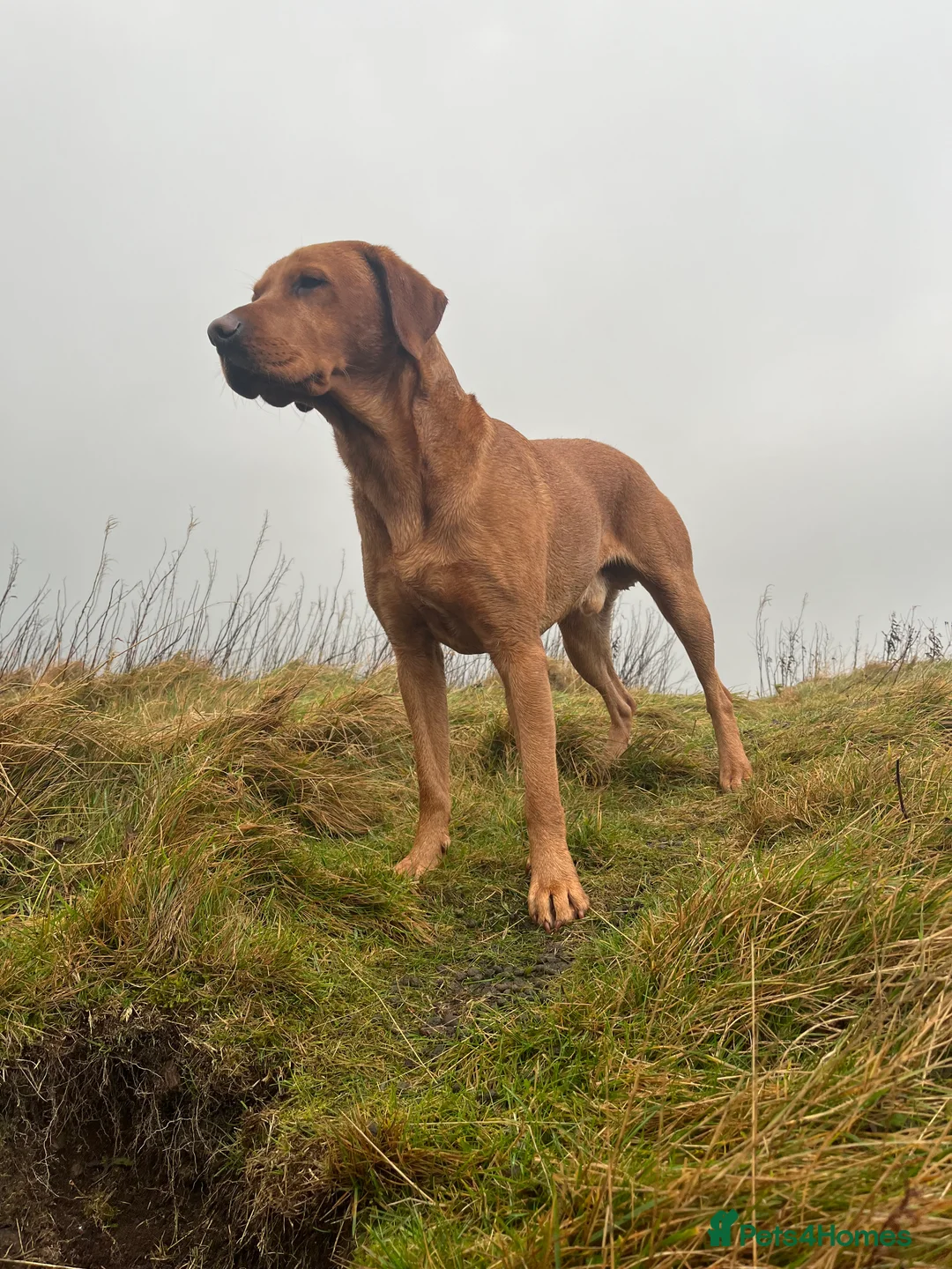 Labrador Retriever dogs for stud: Echo Fox Red Lab - Proven Stud in Glasgow - Advert 6