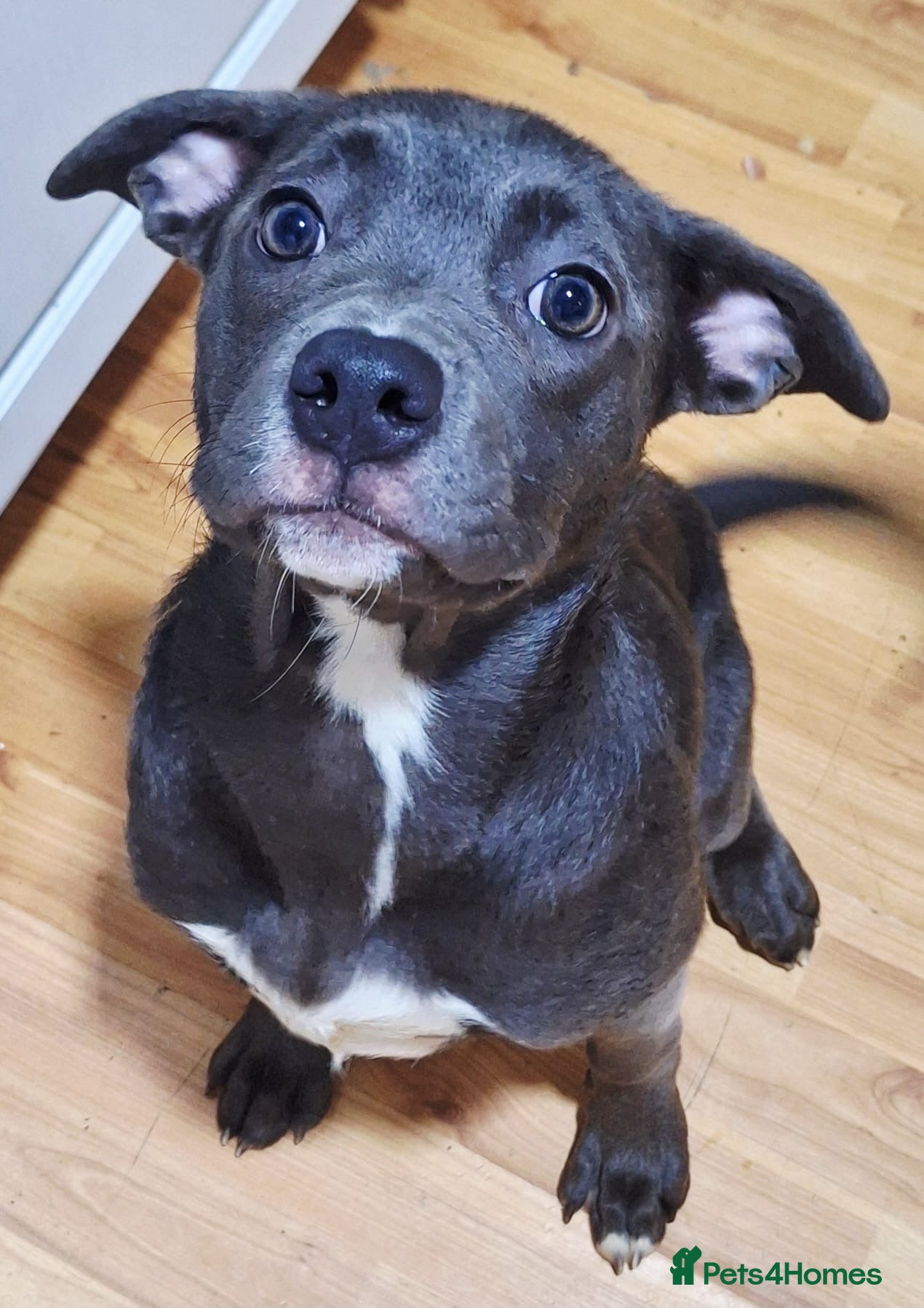 Mixed Breed dogs Pocket bully x  - Advert 1
