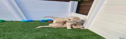 Goldendoodle dogs for sale: LAST girl left of Multigen.Goldendoodle Puppies!!! - Advert 27