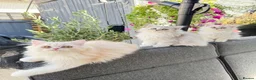 Persian cats for sale: Beautiful Persian Kittens Available forLovingHomes - Advert 25