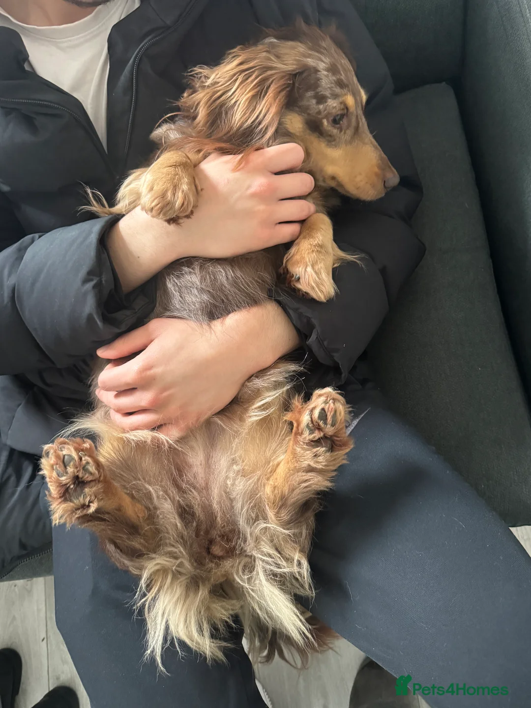 Miniature Dachshund dogs for sale: miniature long haired dauschound  in Southsea - Advert 3