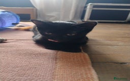 Domestic Shorthair cats for adoption: 3 playful male kittens (14-16 weeks approx)  - Image 5