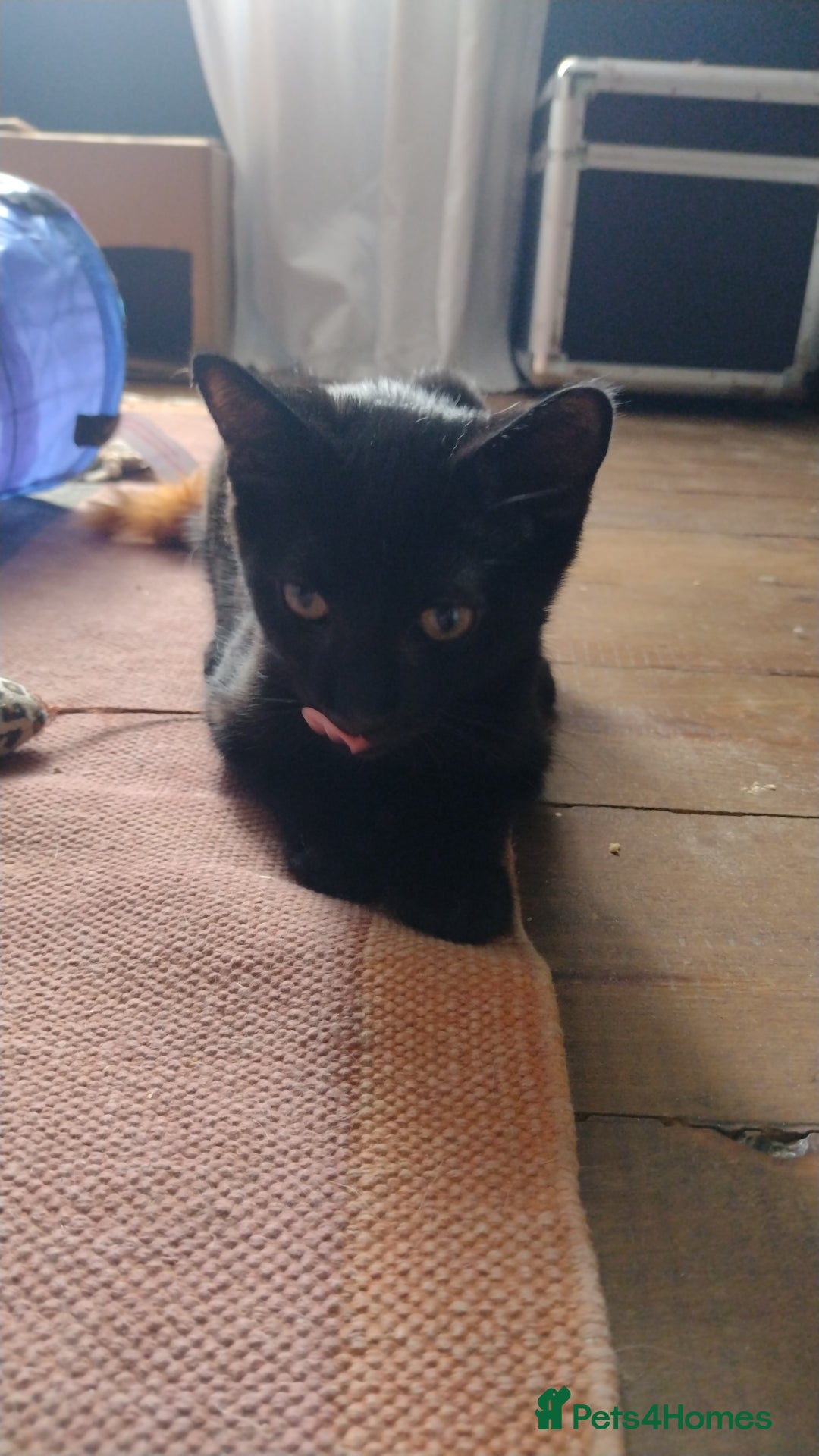 Domestic Shorthair cats for adoption: 3 playful male kittens (14-16 weeks approx)  - Image 5