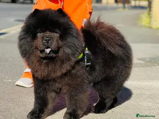 Chow Chow dogs Chow Chow Stud - Advert 1