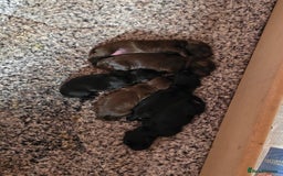 Cocker Spaniel dogs for sale: Working Cocker Spaniels - Image 2