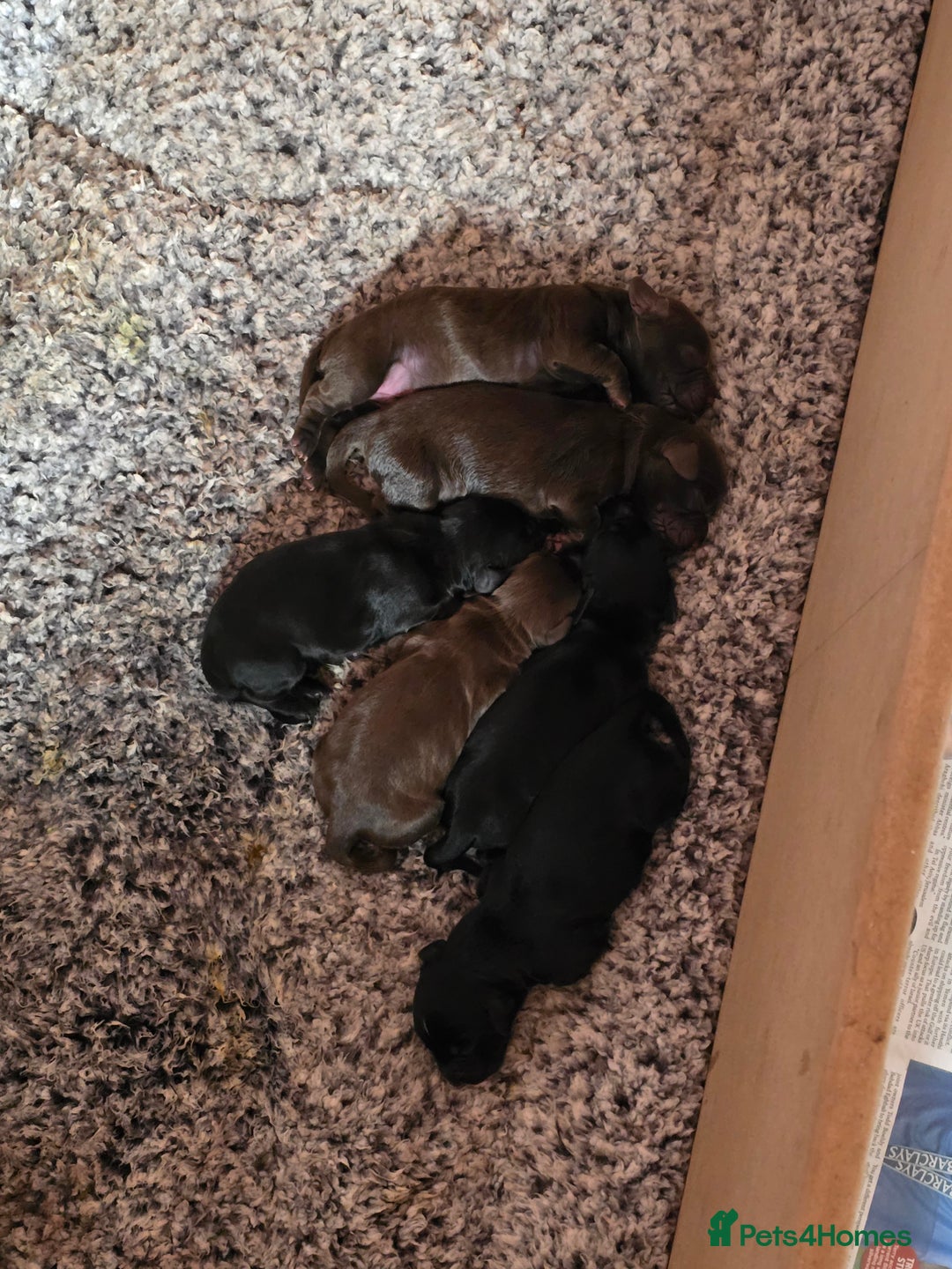 Cocker Spaniel dogs for sale: Working Cocker Spaniels - Image 2