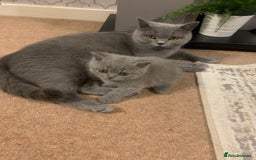 British Shorthair cats for sale: Blue Male BSH kitten  - Image 4