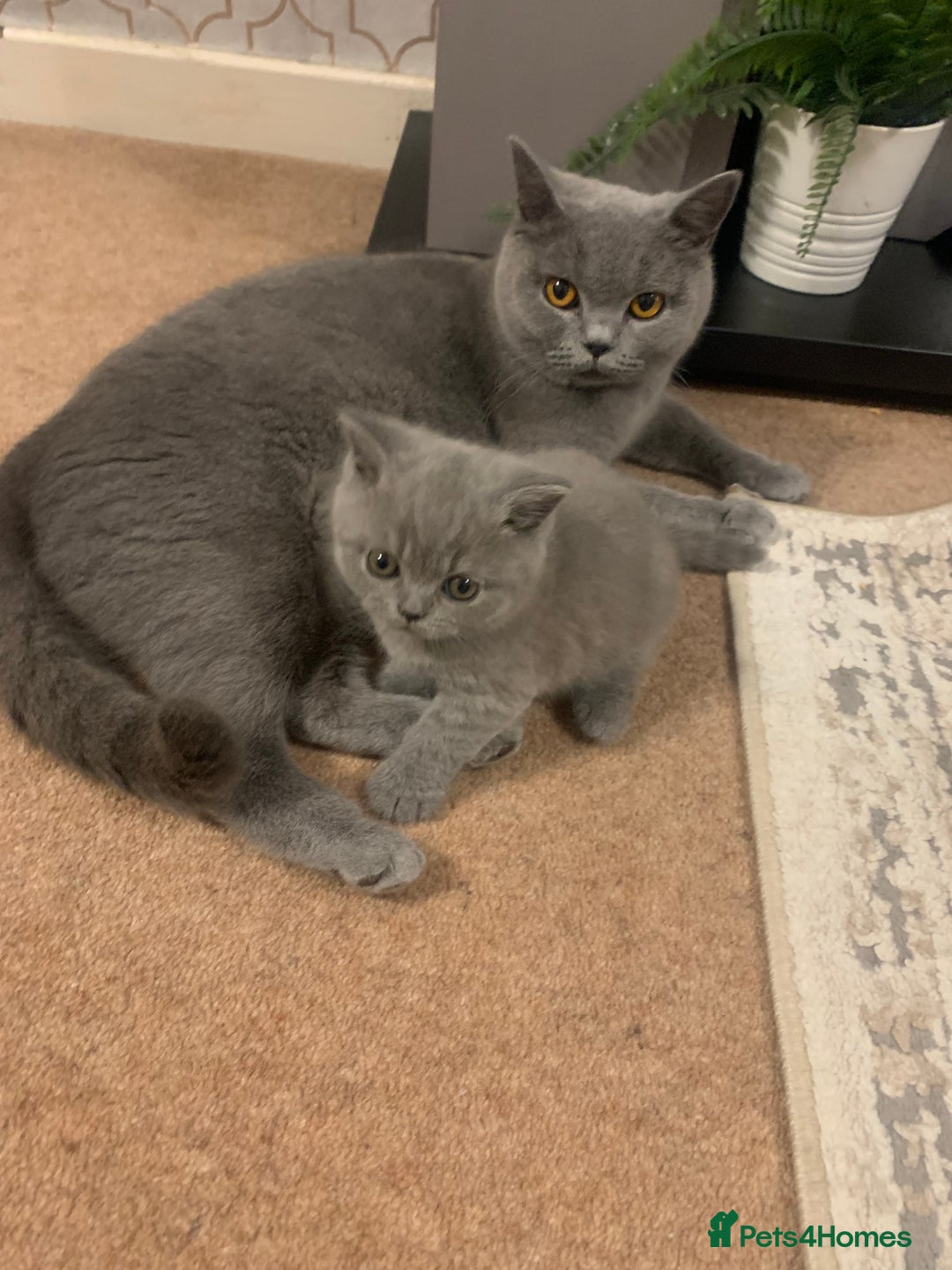 British Shorthair cats for sale: Blue Male BSH kitten  - Image 4