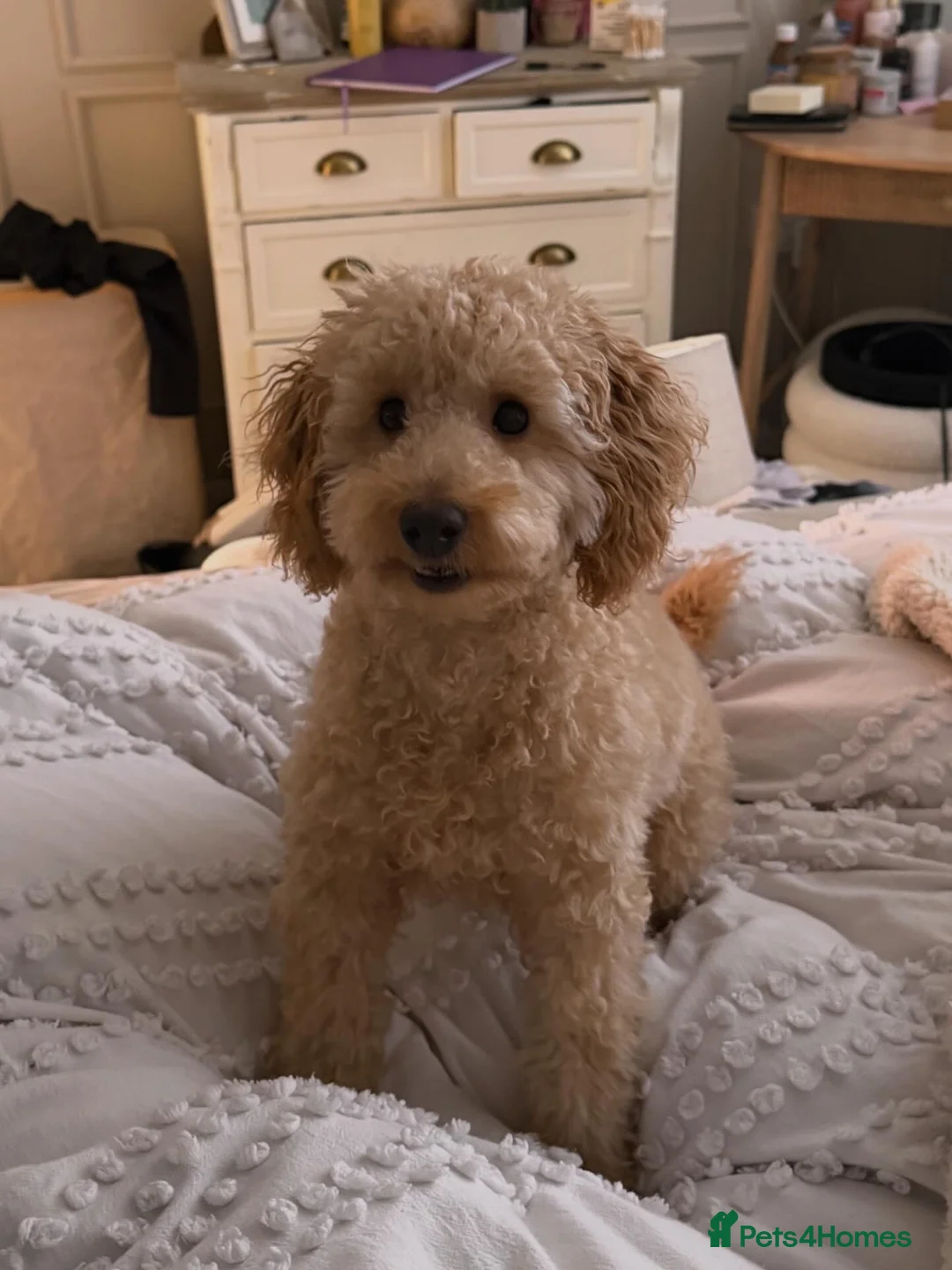 Toy Poodle dogs for sale: 7 month old male apricot toy poodle  - Advert 1