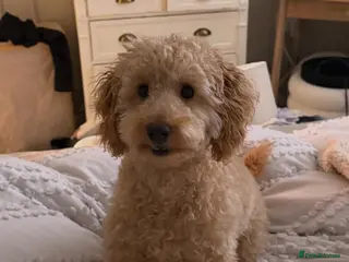Toy Poodle dogs 7 month old male apricot toy poodle - Advert 11