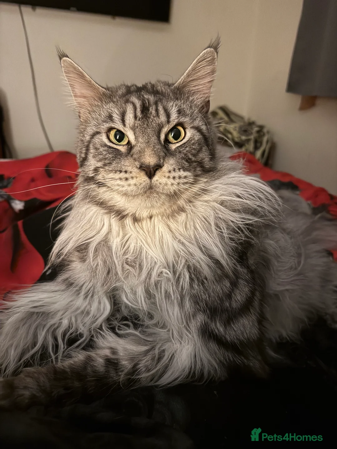 Maine Coon cats for stud: STUDY Beautiful Maine Coon, GCCF, TICA registered  in Ipswich - Advert 8