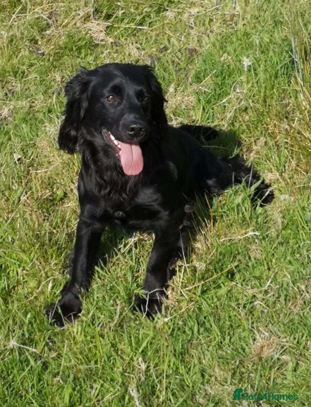 Cocker Spaniel dogs for sale: KC Registered Black Cocker Spaniels - Advert 10