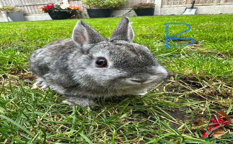 Netherland Dwarf rabbits - Advert 3