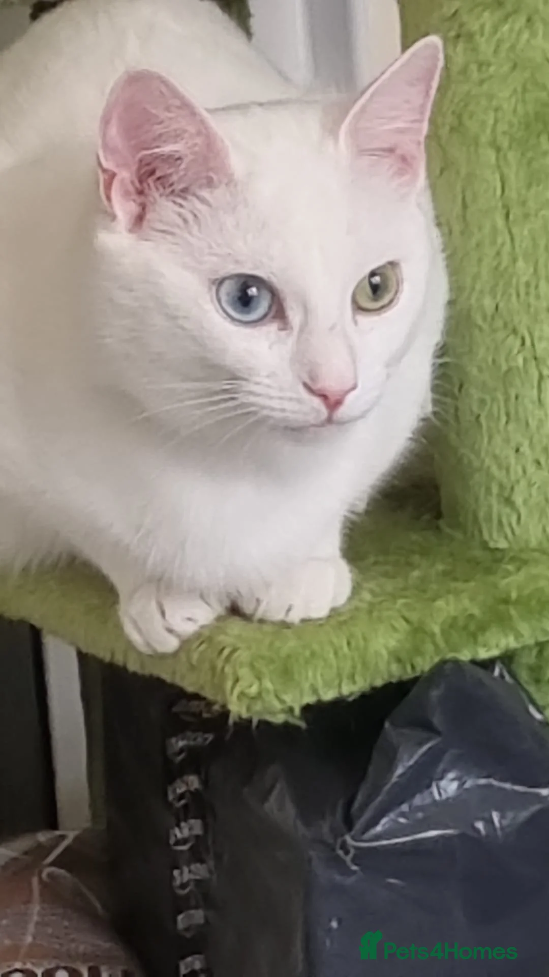 Domestic Shorthair cats for adoption: Adopt from Cats in Crisis East London  - Advert 2