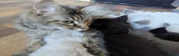 Ragcoon cats for sale: Ragdoll x maine coon kittens -bl&w boy & grey girl - Advert 10