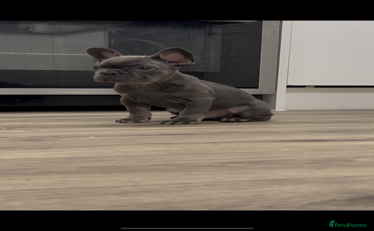 French Bulldog dogs Fluffy carriers  *READY NOW* KC registered - Advert 13