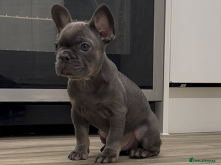 French Bulldog dogs Fluffy carriers *READY NOW* KC registered - Advert 1