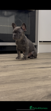 French Bulldog dogs Fluffy carriers *READY NOW* KC registered - Advert 13