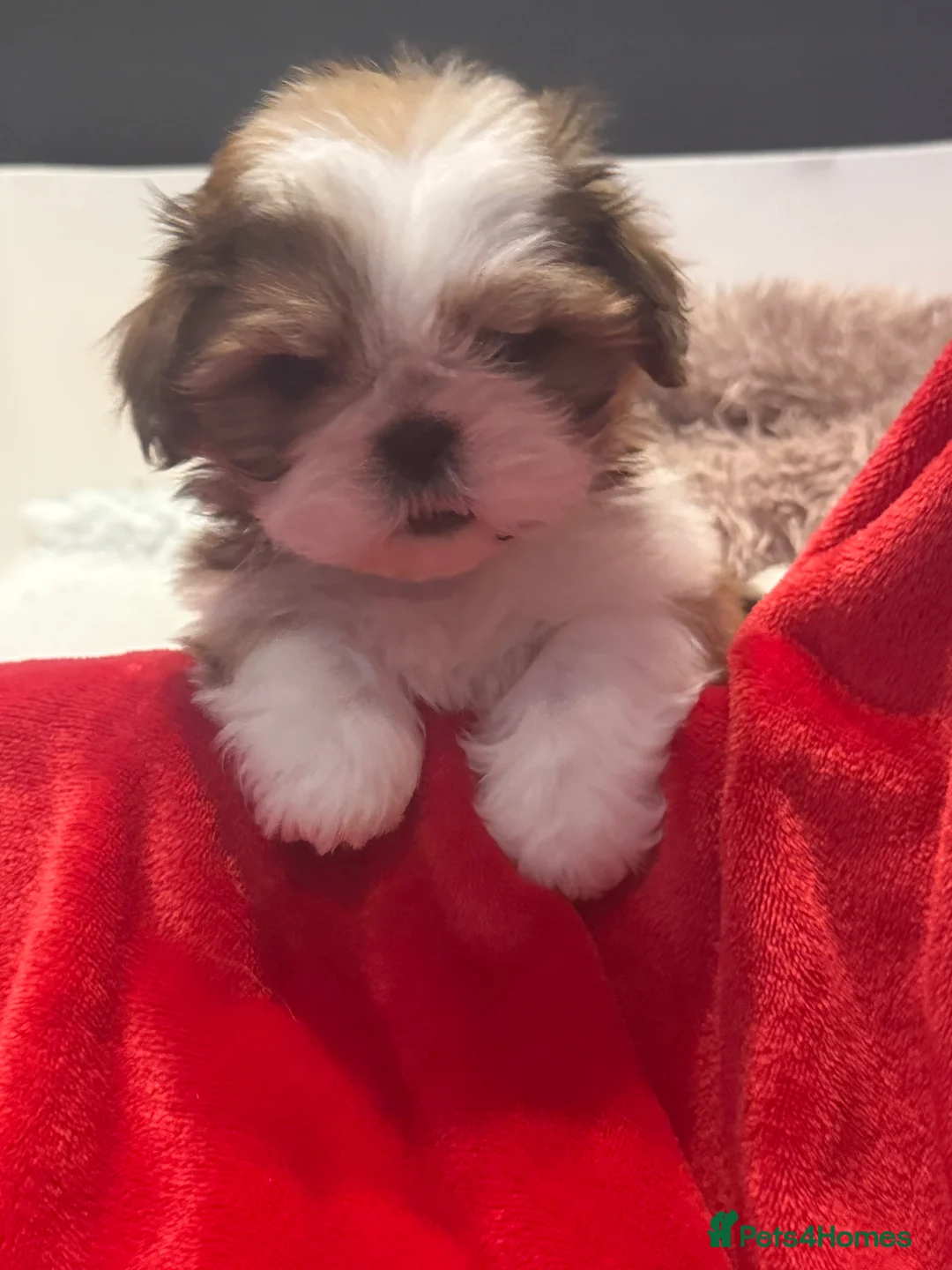 Shih Tzu dogs for sale: Stunning breed standard Shih Tzus  - Advert 14