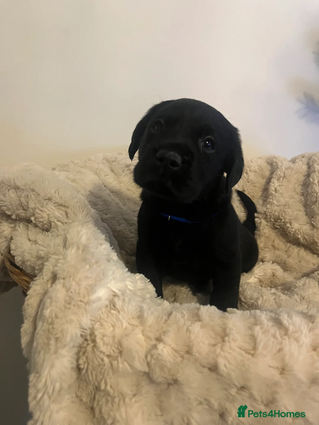 Labrador Retriever dogs for sale: Stunning Chunky KC Registered Labrador Puppies  - Advert 5
