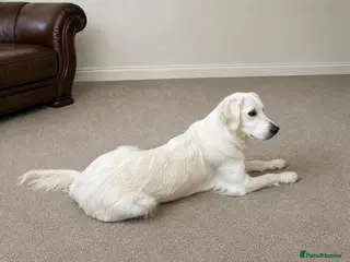 Golden Retriever dogs Beautiful Golden Retriever - Advert 10