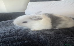 Mini Lop rabbits for sale: Beautiful mini lop rabbits  - Image 6