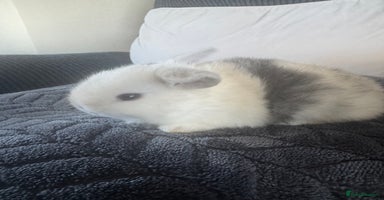 Mini Lop rabbits - Advert 1