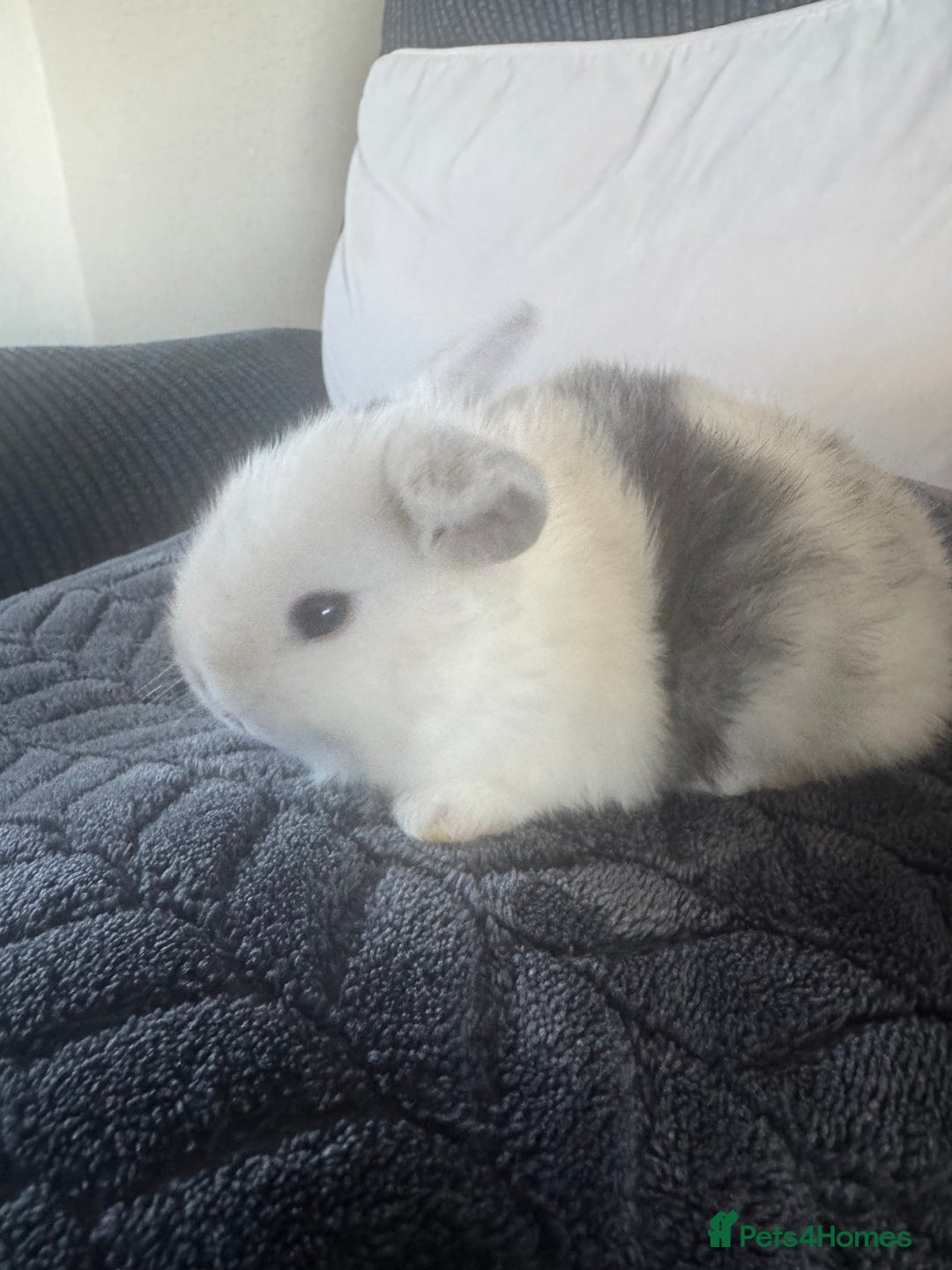Mini Lop rabbits for sale: Beautiful mini lop rabbits  - Image 6