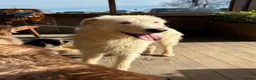 Mixed Breed dogs for adoption: Peter - Norwich Norfolk  - Advert 2