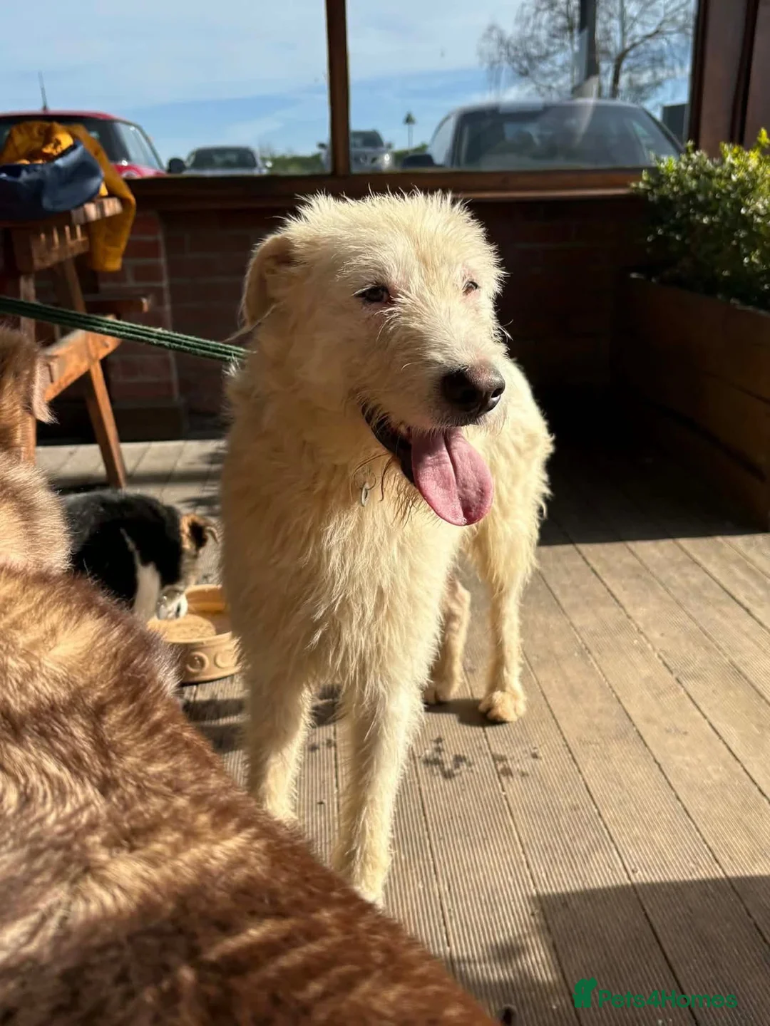 Mixed Breed dogs for adoption: Peter - Norwich Norfolk  - Advert 2