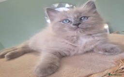 Ragdoll cats for sale: Quality ragdoll kittens 🐾 Sepias & traditional  - Image 6