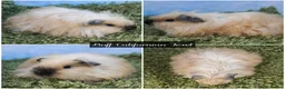 Guinea Pig rodents for sale: Long Haired Baby Guinea Pigs in Roche Cornwall - Advert 5
