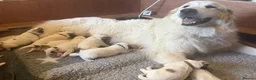 Pyrenean Mountain Dog dogs for sale: Strong in Spirit, Beautiful by Nature in Ashford - Advert 4