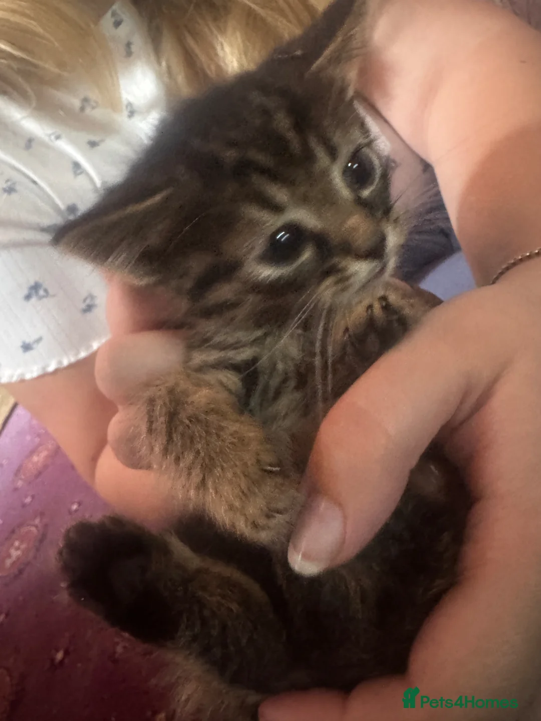 Mixed Breed cats for sale: Gorgeous silver and black kittens in Maidstone - Advert 2
