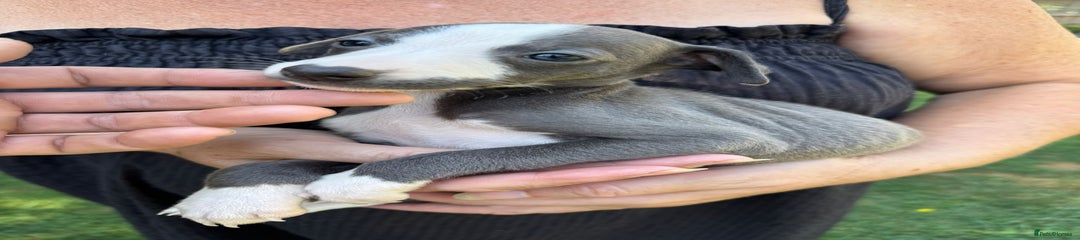 Whippet Puppy 7