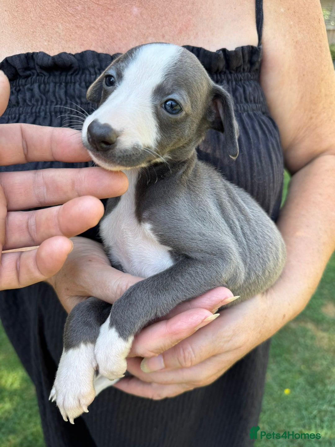 Whippet dogs for sale: Gorgeous whippet puppies  - Image 8